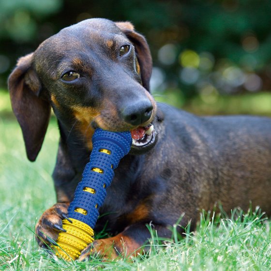 Brosse à dents ludique pour chiens 